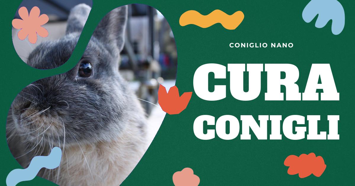 Scopri tutto sui conigli piccoli: dove trovare coniglietti nani in vendita a Milano, Gragnano, Comiso e Caneva. Consigli su come prendersi cura di loro, alimentazione e salute. Immagini e video per gli amanti dei conigli domestici.