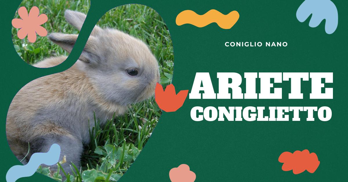 Scopri tutto sul coniglio ariete nano: la sua storia, le caratteristiche fisiche, come prendersene cura e dove acquistarlo. Approfondisci la conoscenza di questa affascinante razza di conigli domestici.