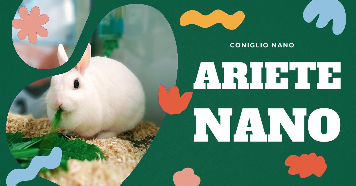 Scopri tutto sul coniglio nano ariete: la sua storia, le caratteristiche fisiche, come prendersene cura e dove trovarlo. Informazioni utili per gli amanti dei conigli domestici e per chi è alla ricerca del coniglio nano ariete più piccolo.