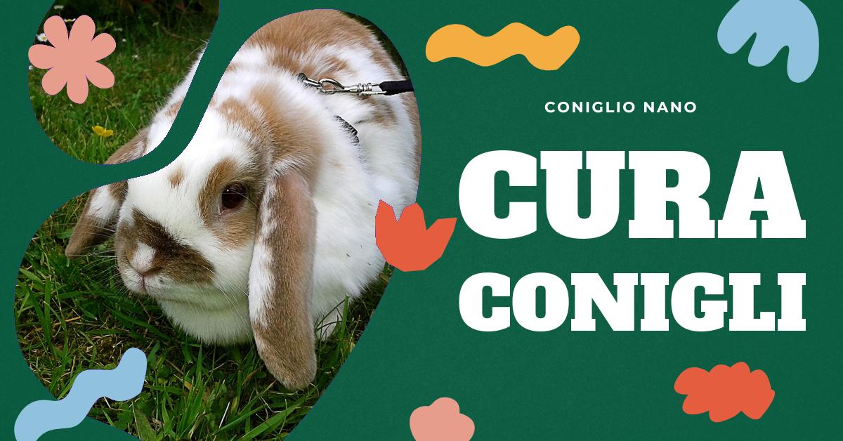 Scopri quali sono le azioni da evitare per prenderti cura del tuo coniglio nano. Informazioni su come nutrirlo correttamente, evitando cibi dannosi e mantenendo il suo ambiente ideale. Consigli utili per non stressare il tuo piccolo amico.