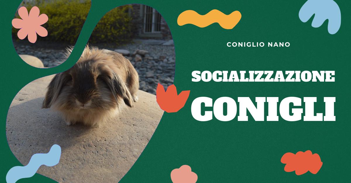 Scopri come creare un legame con il tuo coniglio attraverso 10 metodi efficaci. Approfondisci la personalità del tuo coniglio, crea uno spazio condiviso, introduce giochi stimolanti e premia il tuo amico peloso con snack salutari. Ottieni consigli pratici per costruire un rapporto di fiducia e affetto con il tuo coniglio domestico.