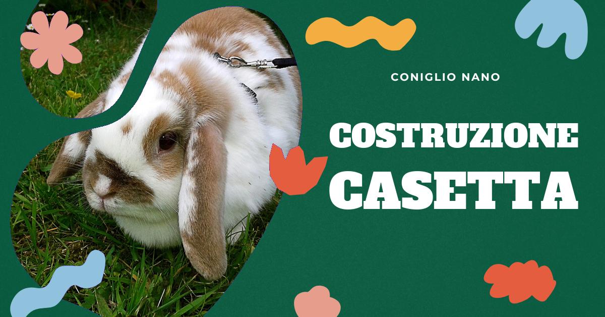 Scopri come costruire una casetta per conigli fai da te con la nostra dettagliata spiegazione. Trova idee e design unici, impara a scegliere i materiali giusti e a mantenere pulito e sicuro l