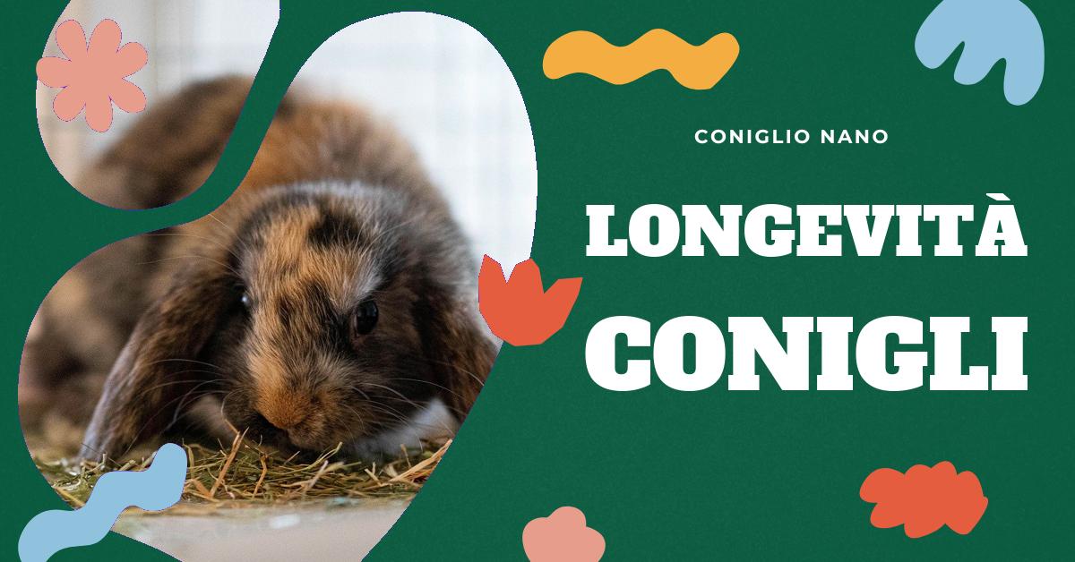 Scopri tutto sul coniglio ariete: dalle sue caratteristiche fisiche e del mantello, al suo carattere dolce e socievole. Approfondisci la sua alimentazione e i consigli pratici per la sua cura. Infine, scopri l