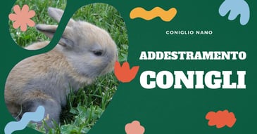 come-addestrare-un-coniglio