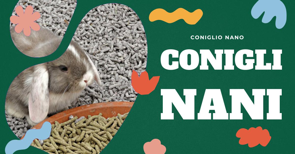 Scopri tutto sul coniglio più piccolo del mondo: le sue dimensioni, il suo aspetto, il comportamento, l