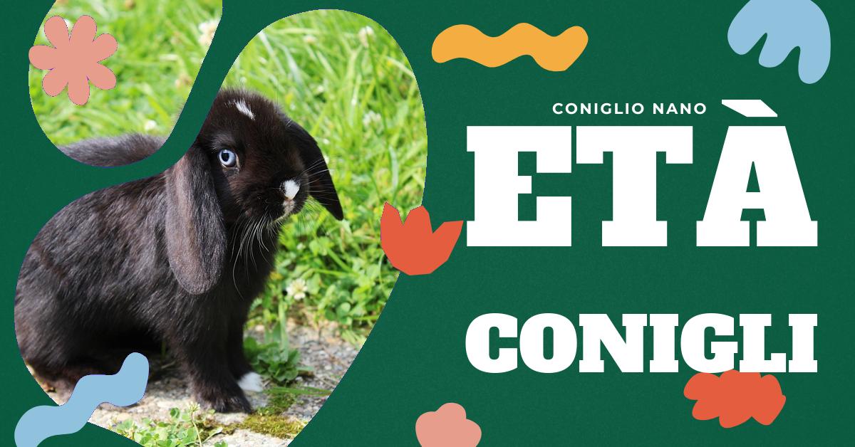 Scopri come capire se un coniglio è vecchio attraverso la nostra dettagliata analisi. Impara a valutare l