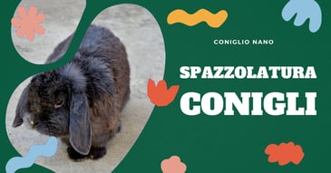 spazzolare-il-coniglio