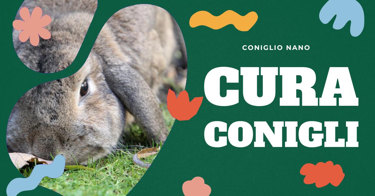Scopri tutto sui conigli animali: dalla loro etimologia, all