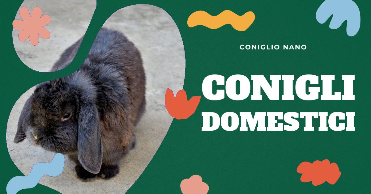 Scopri tutto sul coniglio domestico: dal suo nome scientifico alla sua alimentazione, comportamenti e classificazione. Approfondisci la tua conoscenza sulla comunicazione di questo affascinante animale domestico. Ideale per appassionati e curiosi.