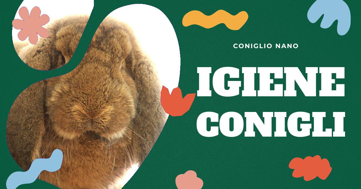 Scopri come prevenire gli odori sgradevoli del tuo coniglio domestico. Trova consigli su come pulire la gabbia, scegliere la lettiera giusta e modificare la dieta del tuo coniglio. Inoltre, impara quando è il momento di consultare un veterinario per problemi di odore persistenti.