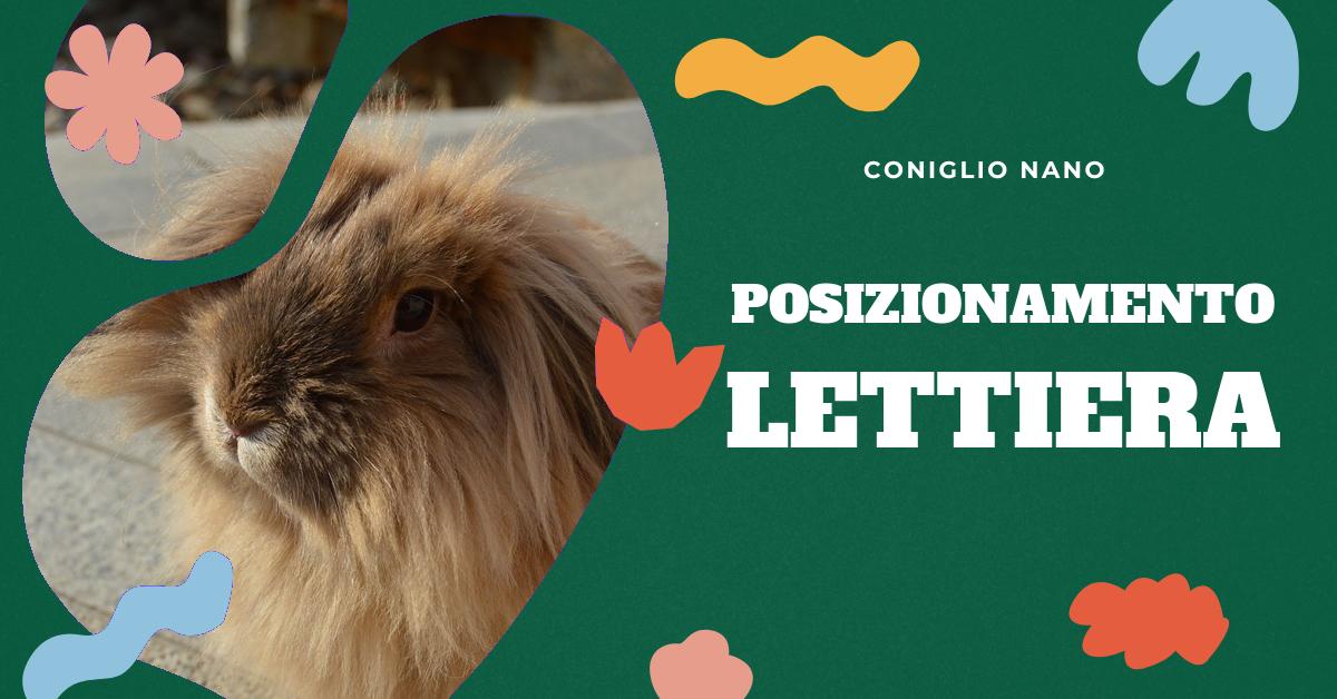 Scopri dove posizionare la lettiera del tuo coniglio per garantire il suo comfort e mantenere pulito l