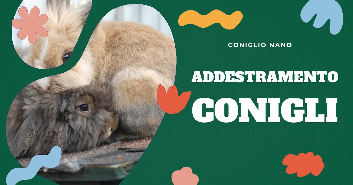 Scopri come addestrare il tuo coniglio a usare la lettiera, l