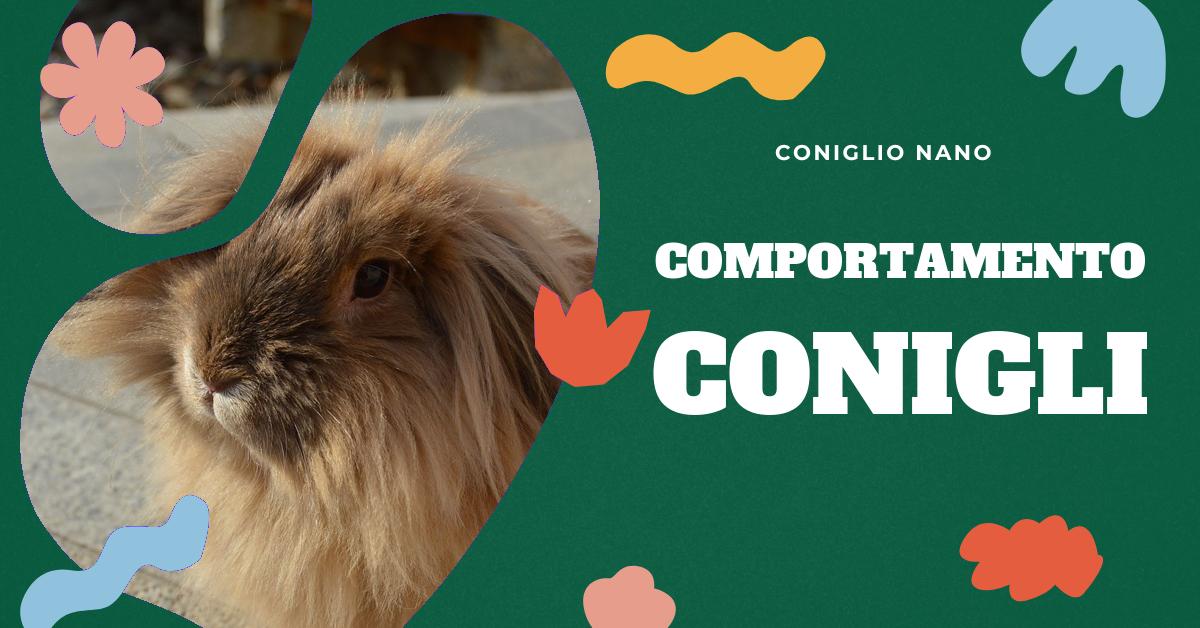 Scopri come capire se il tuo coniglio vuole le coccole. Approfondisci come accarezzare correttamente i conigli, se capiscono i baci e come prenderli in braccio. Impara tutto sull