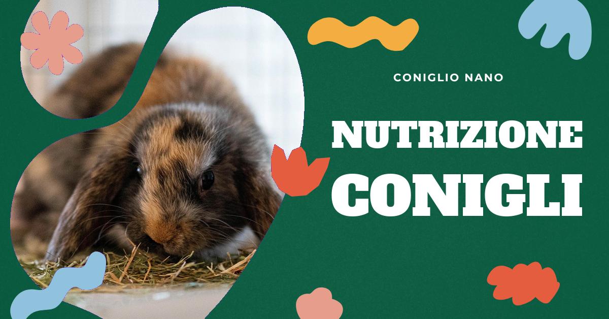Scopri come nutrire correttamente il tuo coniglio con la nostra dettagliata analisi sull