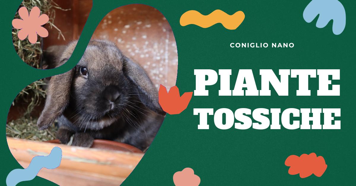 Scopri quali piante natalizie possono essere pericolose per i tuoi conigli nani. Trova informazioni dettagliate su piante tossiche, piante selvatiche e da appartamento pericolose, e cibi sconsigliati per i conigli. Proteggi la salute del tuo amico peloso durante le festività natalizie.