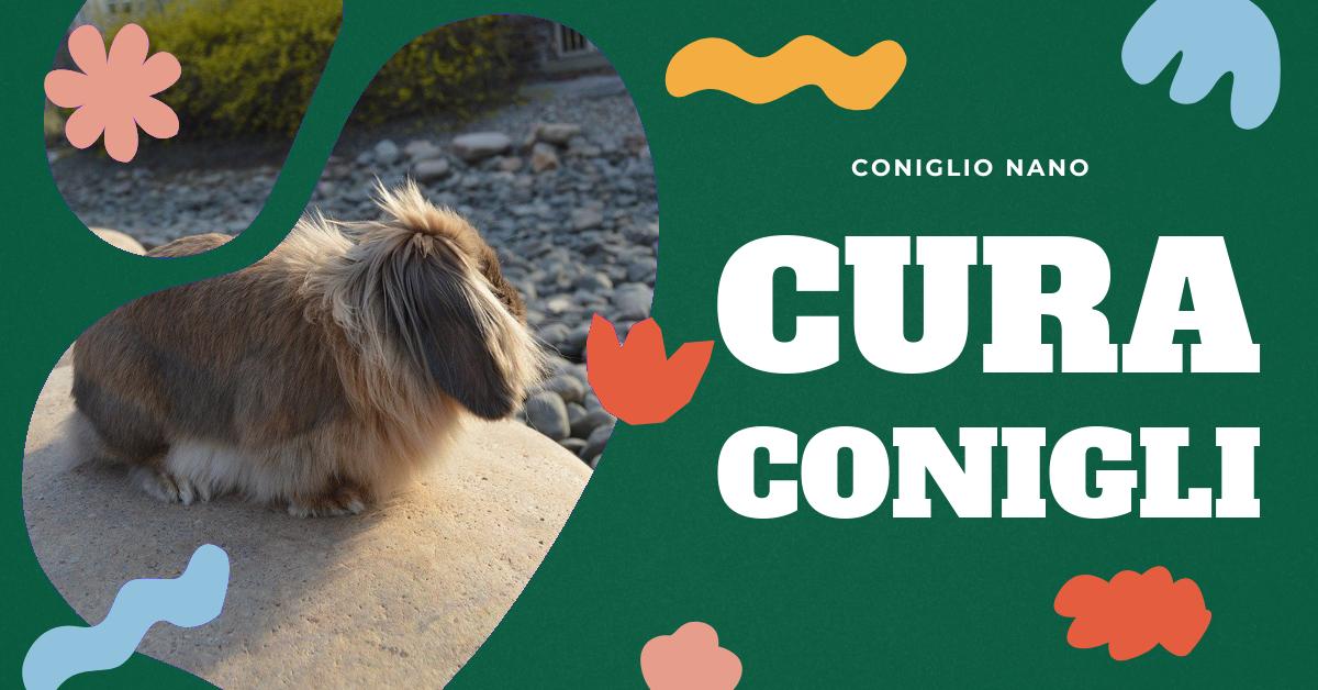 Scopri tutto sui denti del coniglio: come prendersene cura, riconoscere problemi dentali e comprendere la loro struttura. Trova anche immagini e disegni per i tuoi progetti. Ideale per appassionati di conigli domestici e ricercatori.