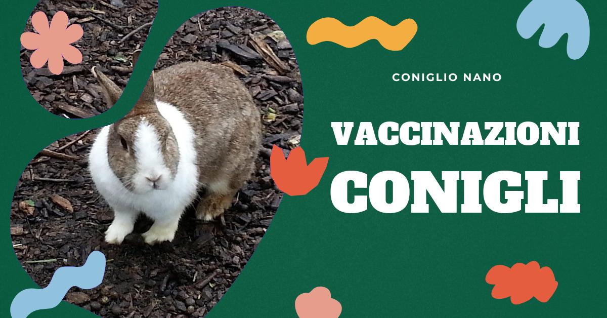 Scopri quali vaccinazioni invernali sono raccomandate per i conigli nani. Approfondisci l