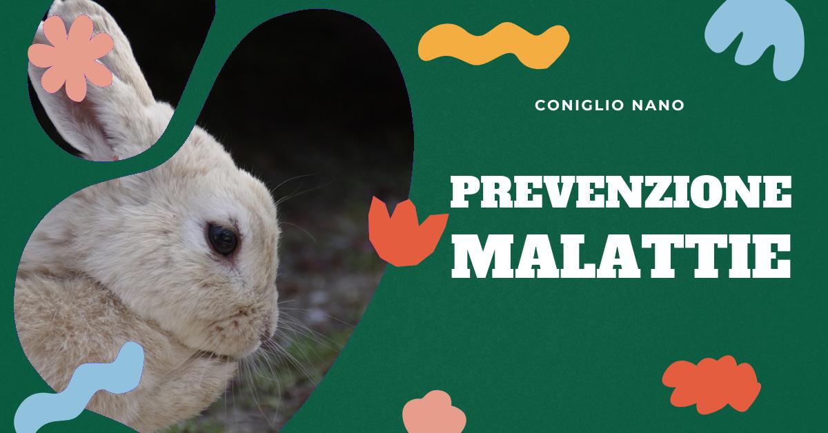 Scopri le principali difficoltà nella prevenzione delle malattie nel coniglio nano. Trova consigli su come gestire un coniglio nano anziano, problemi di salute riproduttiva, pulizia della gabbia, spazio e toelettatura. Informazioni dettagliate per mantenere il tuo coniglio nano in salute.