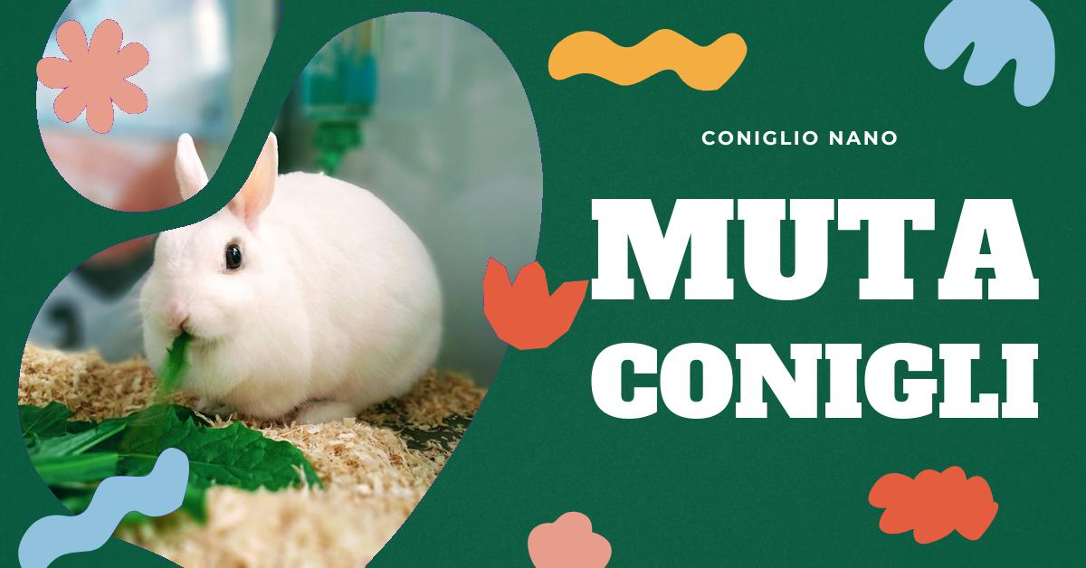Scopri come gestire la muta del tuo coniglio, come rimuovere il pelo in eccesso, favorire il transito intestinale, mantenere l