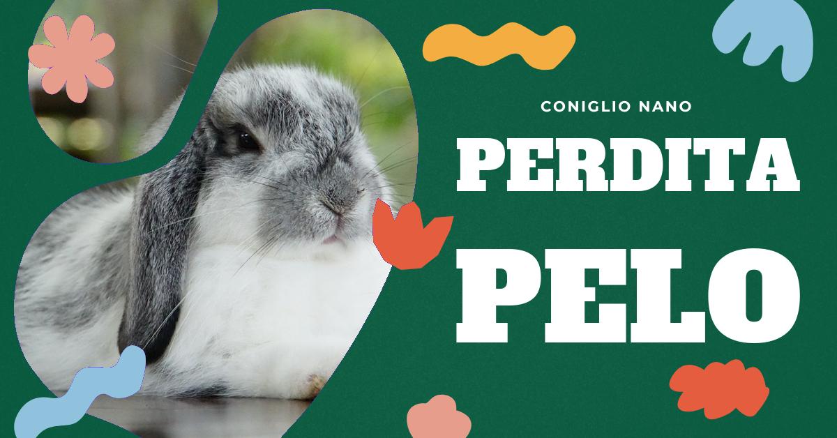 Scopri come gestire la perdita di pelo del tuo coniglio nano durante la muta. Trova consigli su come spazzolarlo, l