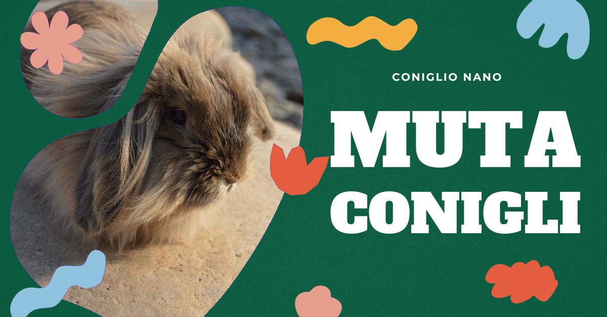 Scopri tutto sul periodo di muta dei conigli: quanto dura, cosa succede, come riconoscere i segni e come gestirlo efficacemente. Trova risposte alle domande più frequenti sulla muta dei conigli per mantenere il tuo amico peloso sano e felice.