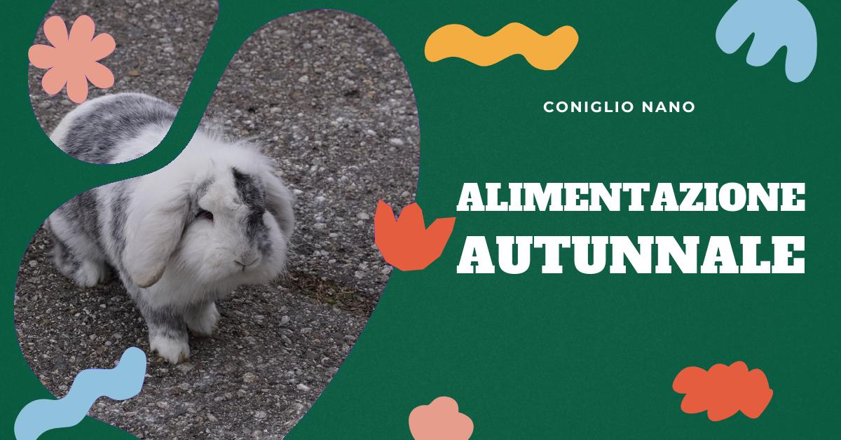 Scopri come gestire le variazioni di appetito dei tuoi conigli nani in autunno. Trova informazioni dettagliate sulla muta dei conigli, come riconoscere i segni e come affrontarla efficacemente. Ottieni risposte alle domande frequenti sulla muta dei conigli. Ideale per gli amanti dei conigli domestici.