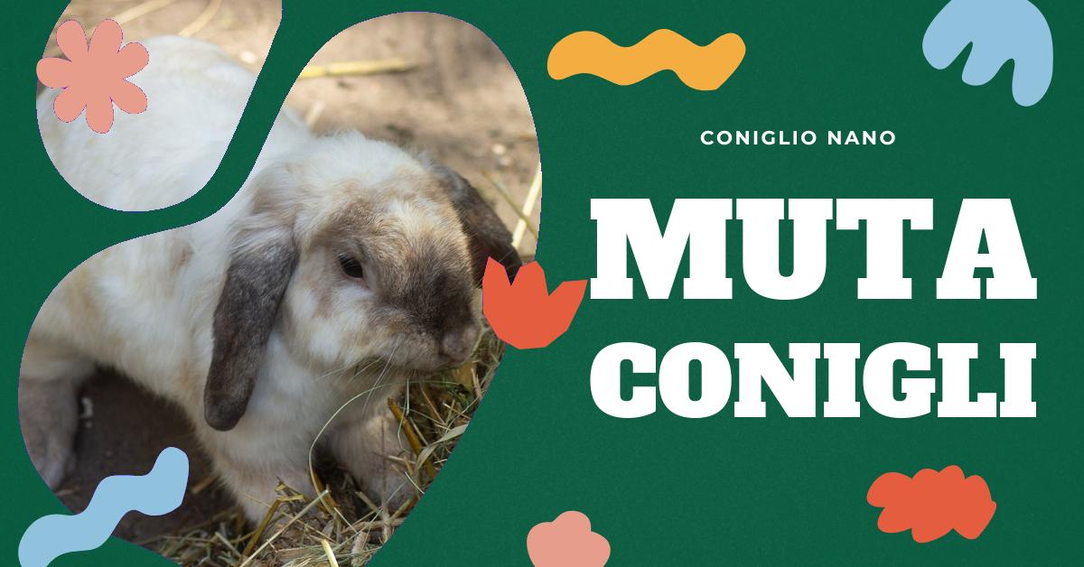 Scopri come affrontare la muta autunnale nei conigli nani con i nostri consigli pratici. Troverai informazioni su come riconoscere i segni della muta, preparare l