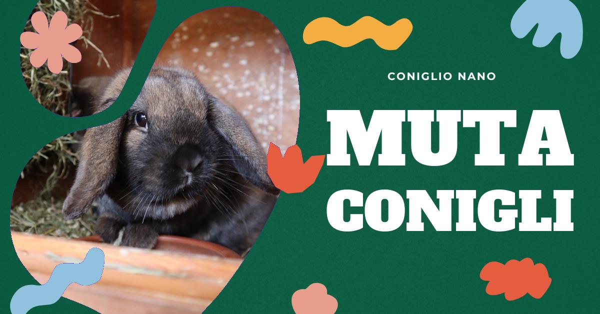 Scopri come capire se il tuo coniglio sta facendo la muta. Trova informazioni dettagliate sui segni della muta, consigli su come gestire questo processo naturale e risposte alle domande più frequenti sulla muta dei conigli. Ideale per gli amanti dei conigli domestici in cerca di consigli pratici.