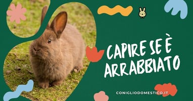 come-capire-se-il-coniglio-e-arrabbiato