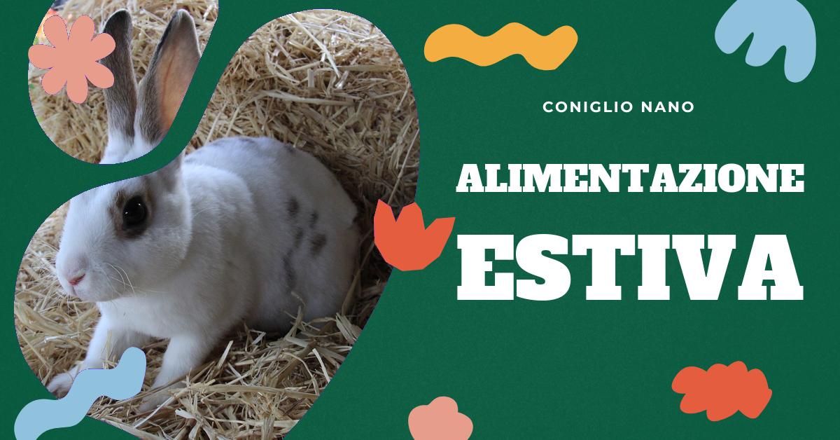 Scopri cosa mangiano i conigli d