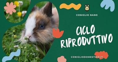 ciclo-riproduttivo-dei-conigli