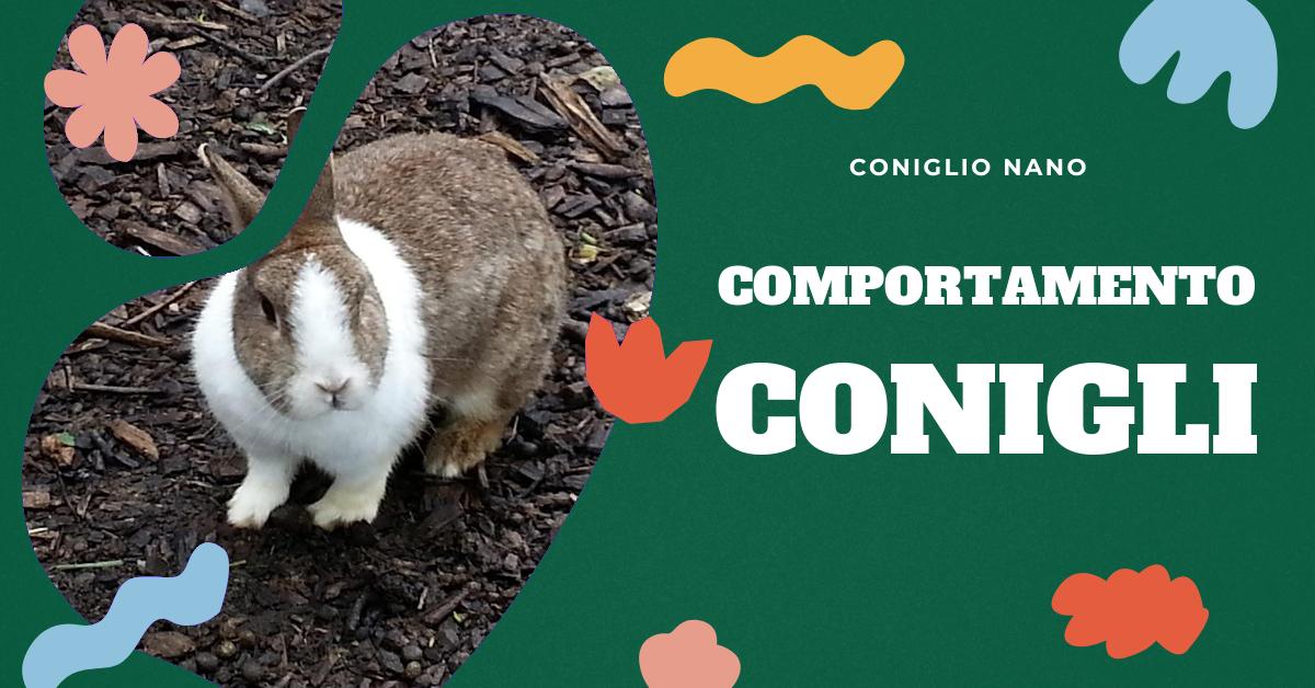 Scopri perché il tuo coniglio potrebbe mostrare comportamenti aggressivi. Trova consigli su come gestire l