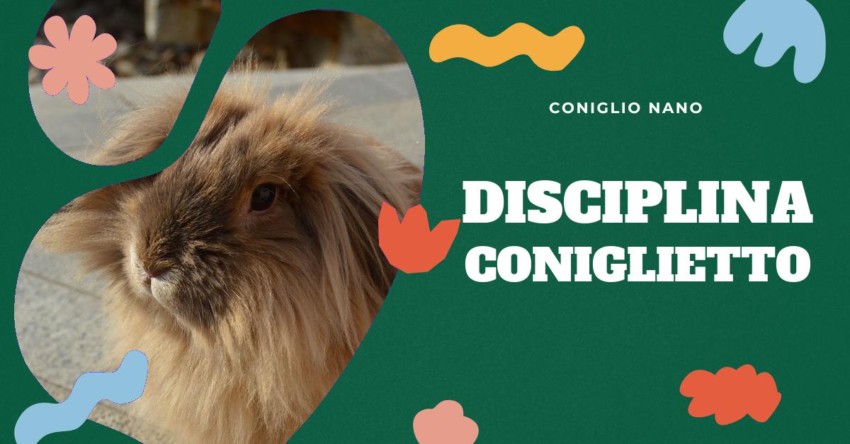 Scopri come sgridare un coniglio nano in modo sicuro ed efficace. Trova consigli su come gestire un coniglio che morde, come affrontare un coniglio territoriale e come educare un coniglio che morde i vestiti. Ottieni informazioni su come affrontare un coniglio che morde tutto ciò che trova.