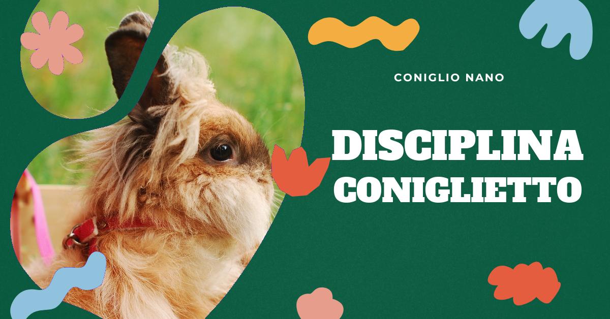 Scopri come sgridare un coniglio nano in modo efficace e sicuro. Trova consigli su come gestire un coniglio che morde, come affrontare un coniglio territoriale e come educare il tuo coniglio a non mordere i vestiti. Ottieni consigli finali per addestrare un coniglio che morde.