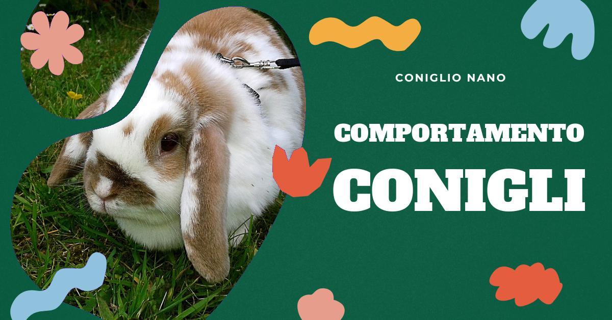 Scopri come capire se i conigli sono felici attraverso il loro linguaggio corporeo e comportamento. Trova consigli su come creare un ambiente che li renda felici, dai segnali di felicità ai segnali di irritazione, e come mantenere il loro benessere con una dieta sana e check-up regolari.