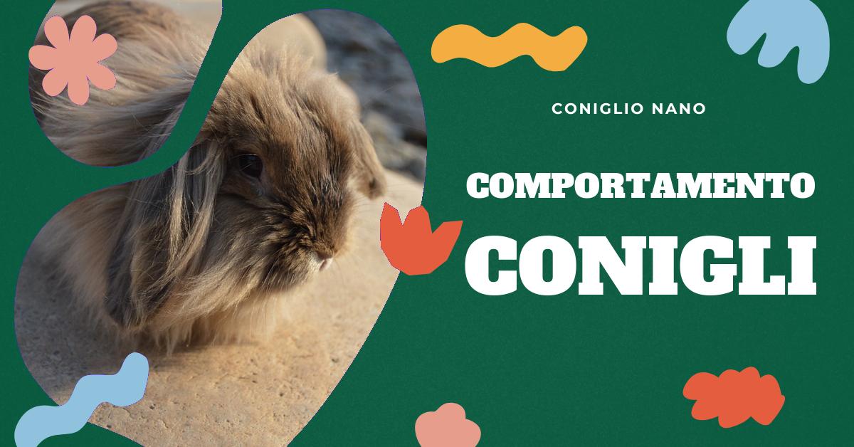 Scopri come interpretare le emozioni dei tuoi conigli domestici attraverso il loro linguaggio corporeo. Impara a riconoscere i segnali di un coniglio felice e irritato e come rendere felice il tuo coniglio domestico. Informazioni preziose per migliorare la tua relazione con il tuo amico peloso.