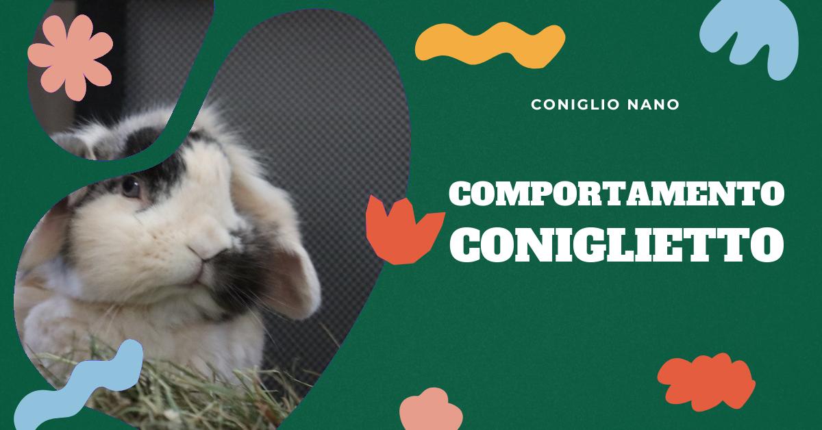 Scopri come riconoscere se il tuo coniglio nano è felice. Approfondisci il linguaggio corporeo dei conigli, i segnali di felicità e irritazione, e come creare un ambiente che li renda felici. Ottieni consigli su salute e dieta per il tuo amico peloso.