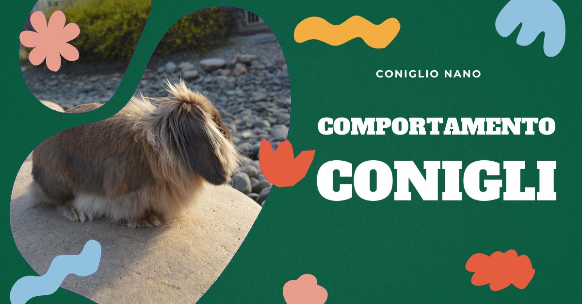 Scopri come capire se il tuo coniglio è felice attraverso il suo linguaggio corporeo e comportamento. Trova consigli su segnali di felicità come la contrazione del naso, l