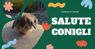 salute-del-coniglio