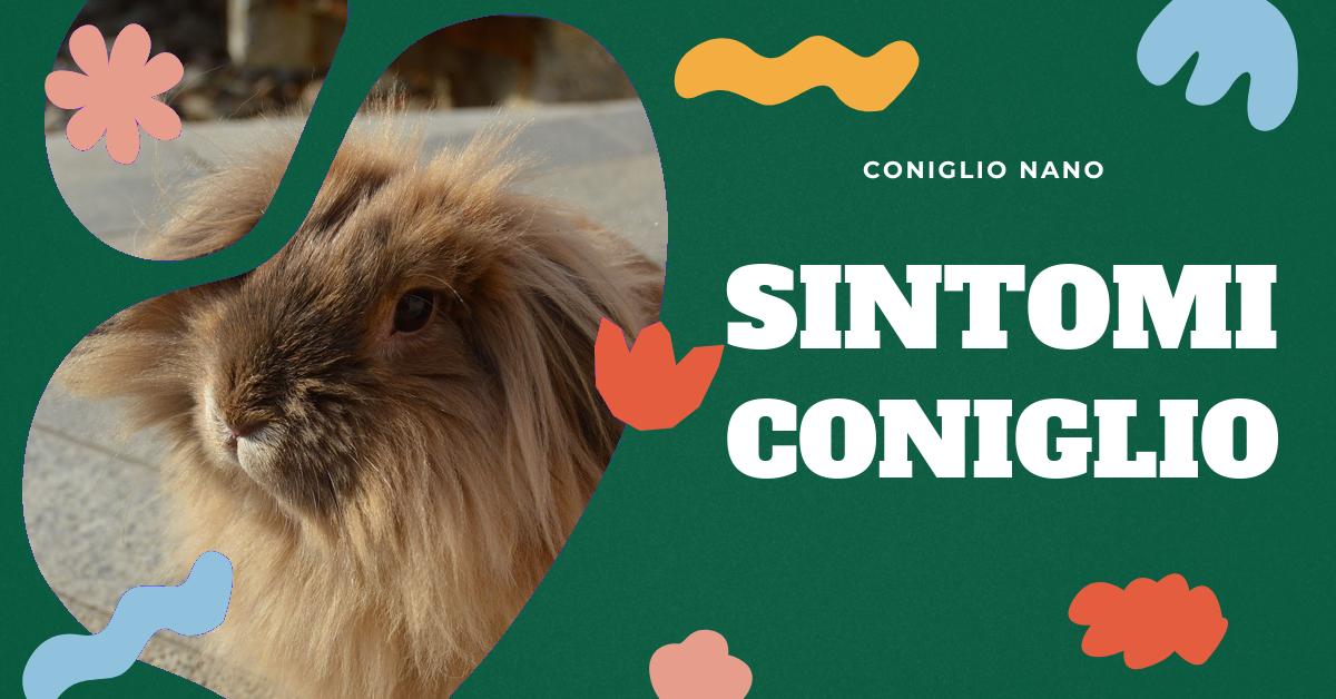 Scopri come riconoscere i segni di sofferenza o malattia in un coniglio. Trova informazioni dettagliate sui sintomi da cercare, come capire se il tuo coniglio sta molto male e quando è il momento di portarlo dal veterinario. Impara anche come curare un coniglio che sta male e come gestire il dolore lieve, moderato o cronico nei conigli.
