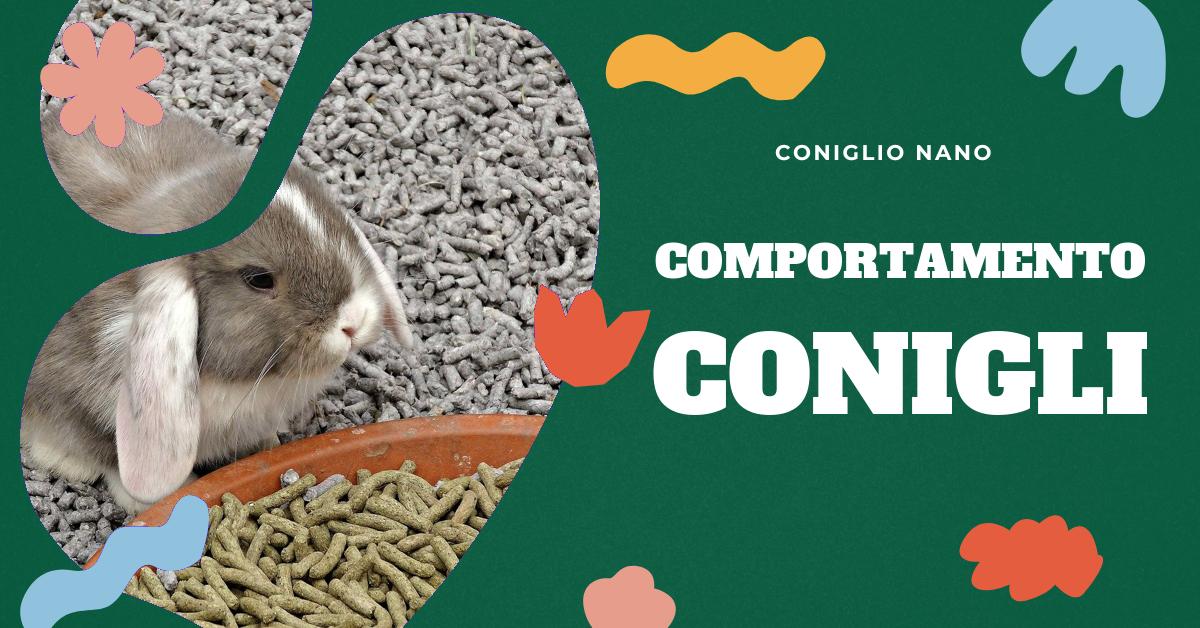 Scopri il significato del comportamento del tuo coniglio nano quando ti lecca. Approfondisci la comunicazione emozionale dei conigli nani e impara a interpretare i loro segnali. Scopri cosa significa l