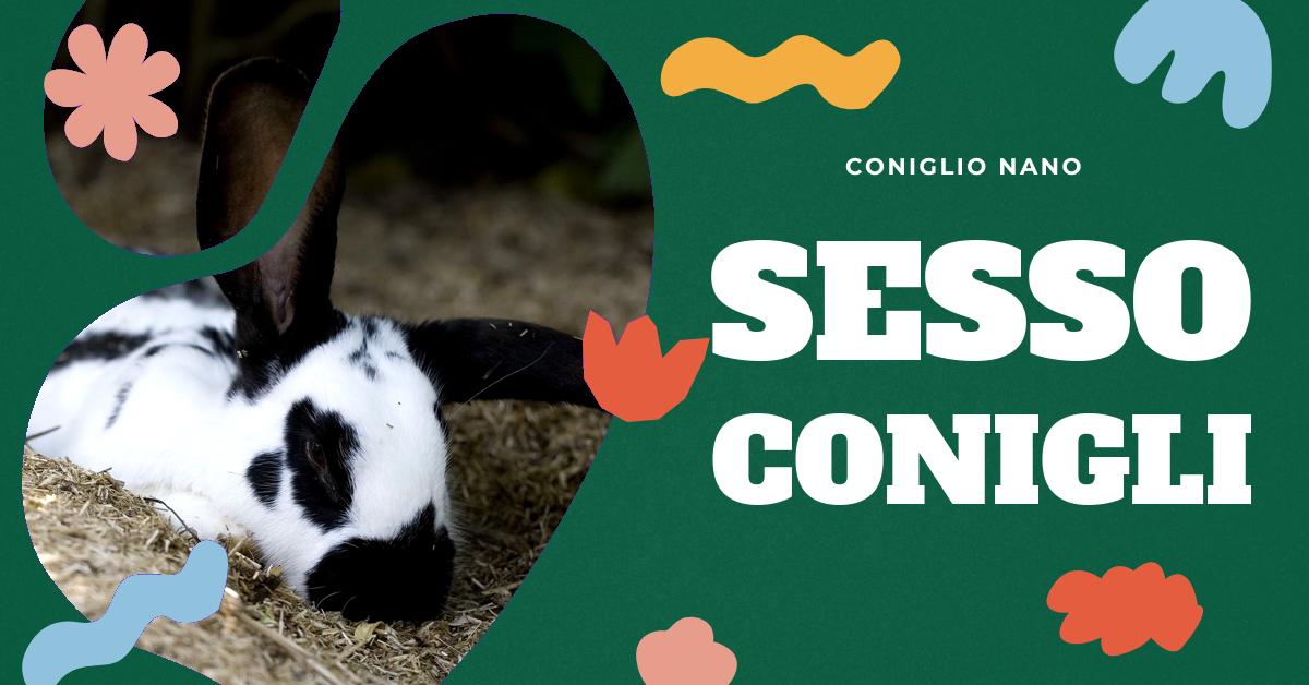 Scopri come distinguere il sesso dei conigli esaminando i loro genitali. Trova informazioni dettagliate sulle caratteristiche dei conigli maschi e femmine, come determinare il sesso di un coniglio e a che età è possibile farlo. Ideale per proprietari di conigli domestici, allevatori e appassionati di conigli.