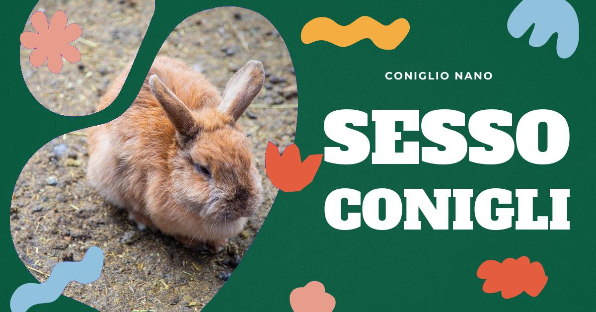 Scopri come capire se un coniglio è maschio o femmina attraverso la nostra dettagliata spiegazione. Approfondisci le caratteristiche dei genitali maschili e femminili dei conigli e scopri a che età è possibile determinare il loro sesso. Ideale per gli amanti dei conigli domestici in cerca di informazioni precise.