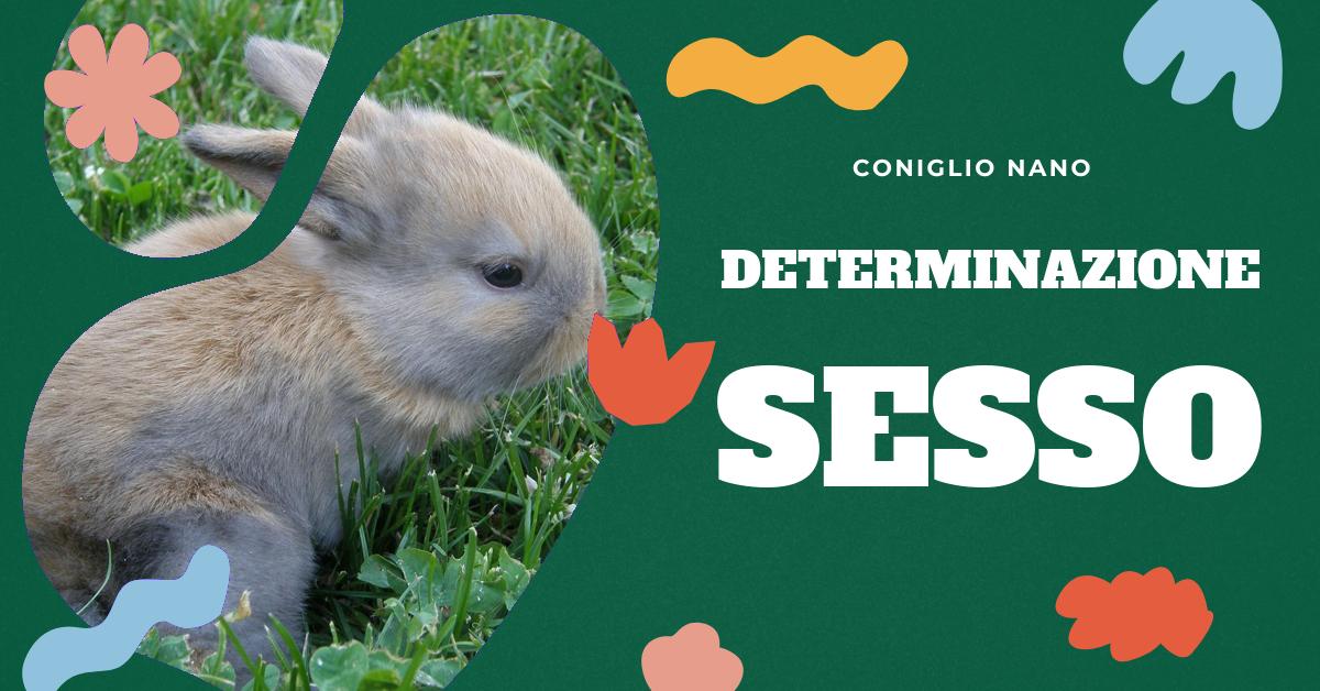 Scopri come determinare il sesso del tuo coniglio domestico. Trova informazioni dettagliate su come distinguere i genitali maschili e femminili nei conigli e a che età è possibile identificare il loro sesso. Ideale per appassionati di conigli e proprietari che cercano di capire meglio il comportamento dei loro piccoli amici.
