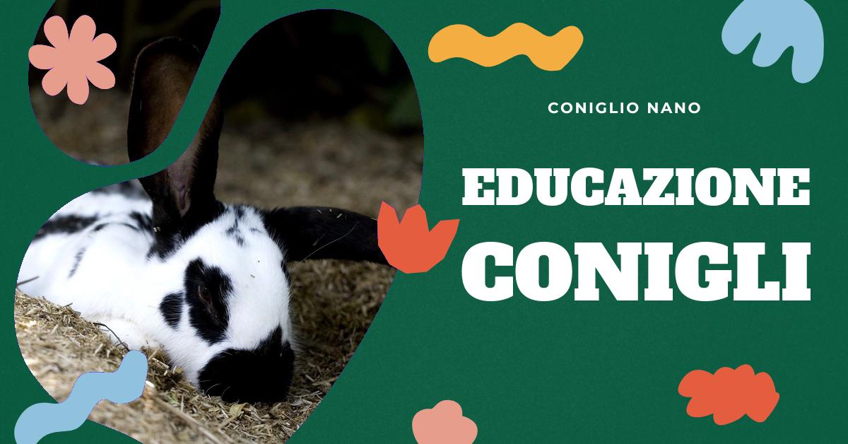 Scopri come abituare un coniglio a stare in casa con i nostri consigli pratici. Impara a interpretare i comportamenti del coniglio, a creare un ambiente accogliente e sicuro, e a gestire la relazione con il tuo nuovo amico peloso. Trova tutte le informazioni necessarie per prenderti cura del tuo coniglio domestico.