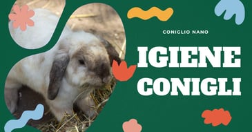 igiene-del-coniglio-nano