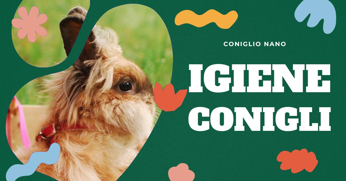 Scopri come lavare un coniglio in modo sicuro e corretto. Trova consigli pratici su quando fare il bagno al tuo coniglio, come preparare il bagno, quali shampoo scegliere e come asciugare e pettinare il tuo amico peloso dopo il bagno. Informazioni dettagliate per i proprietari di conigli domestici.