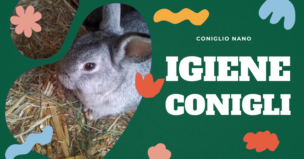Scopri come e quando lavare il tuo coniglio domestico in modo sicuro. Trova consigli su come preparare il bagno, quali shampoo utilizzare e alternative per la pulizia. Informazioni utili per gli amanti dei conigli.