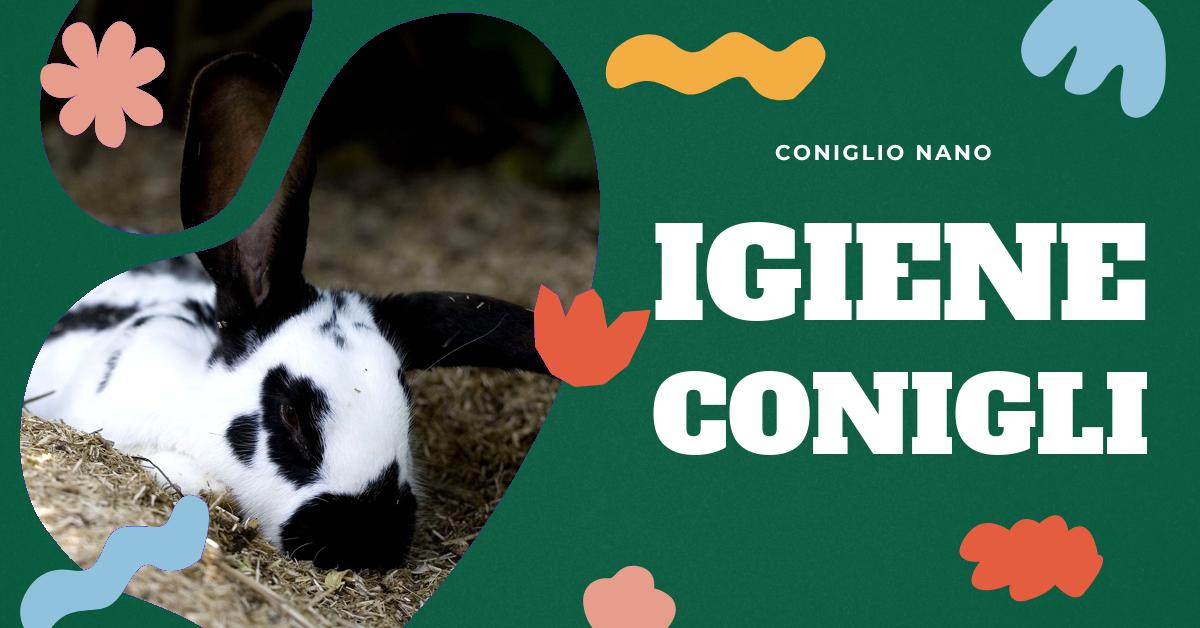 Scopri come fare il bidet al coniglio in modo sicuro e appropriato. Trova consigli su quando è necessario lavare il tuo coniglio, se è meglio un bagno intero o un approccio più soft, come utilizzare le salviette umidificate, come lavarlo delicatamente e come asciugarlo correttamente. Informazioni utili per gli amanti dei conigli domestici.