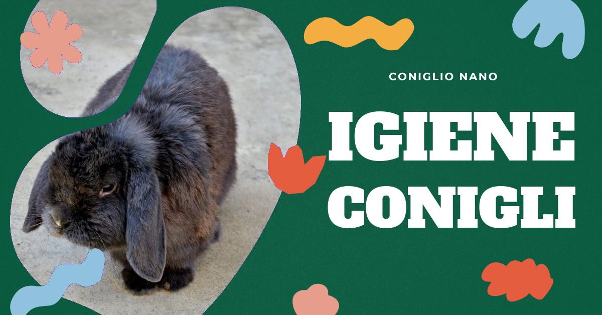 Scopri come prevenire il cattivo odore del tuo coniglio nano con metodi efficaci, una dieta corretta e una pulizia regolare della gabbia. Ottieni consigli su come monitorare la salute del tuo coniglio e mantenere l